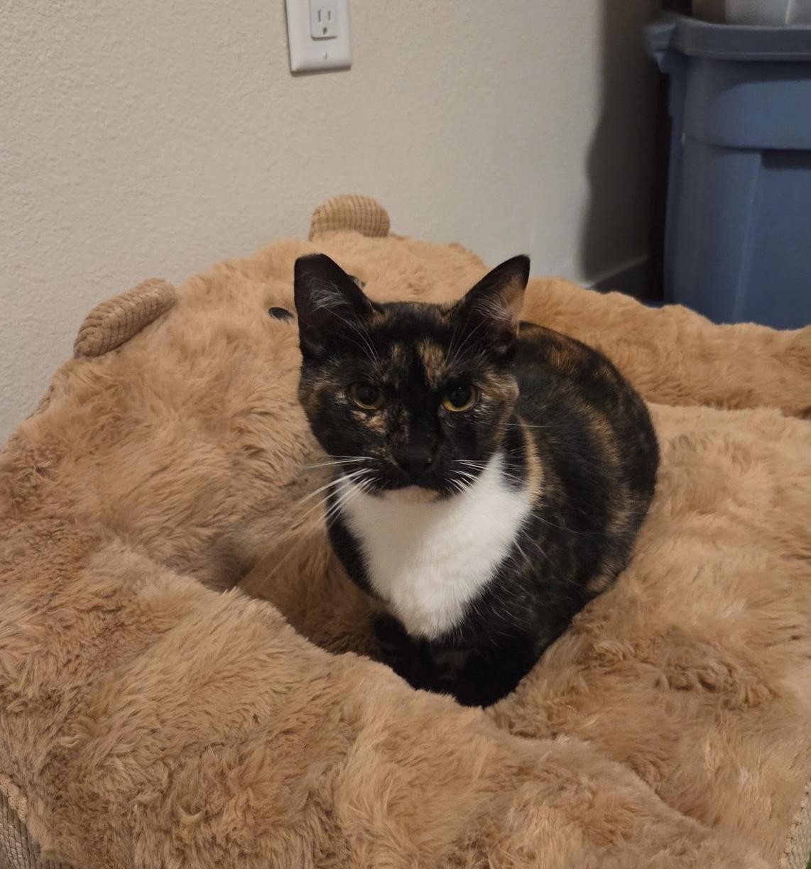 Enlarge Sunny and Mia (bonded pair), a ADOPTABLE Domestic Short Hair in El Monte, CA image 4/5