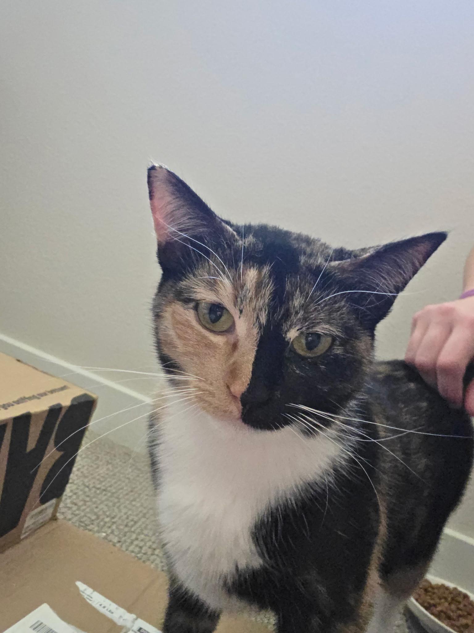 Enlarge Sunny and Mia (bonded pair), a ADOPTABLE Domestic Short Hair in El Monte, CA image 2/5