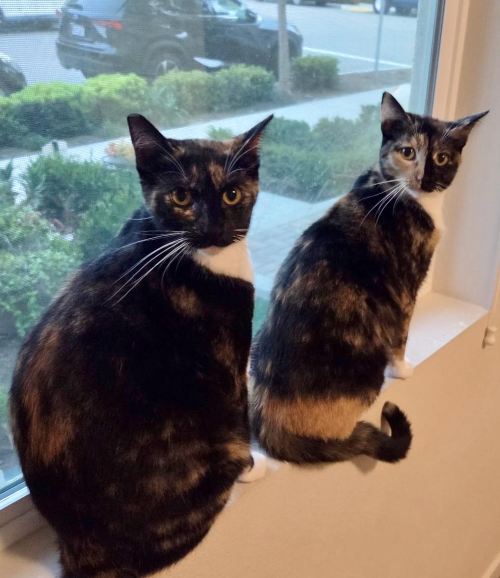 Sunny and Mia (bonded pair), ADOPTABLE, Young Female Domestic Short Hair.