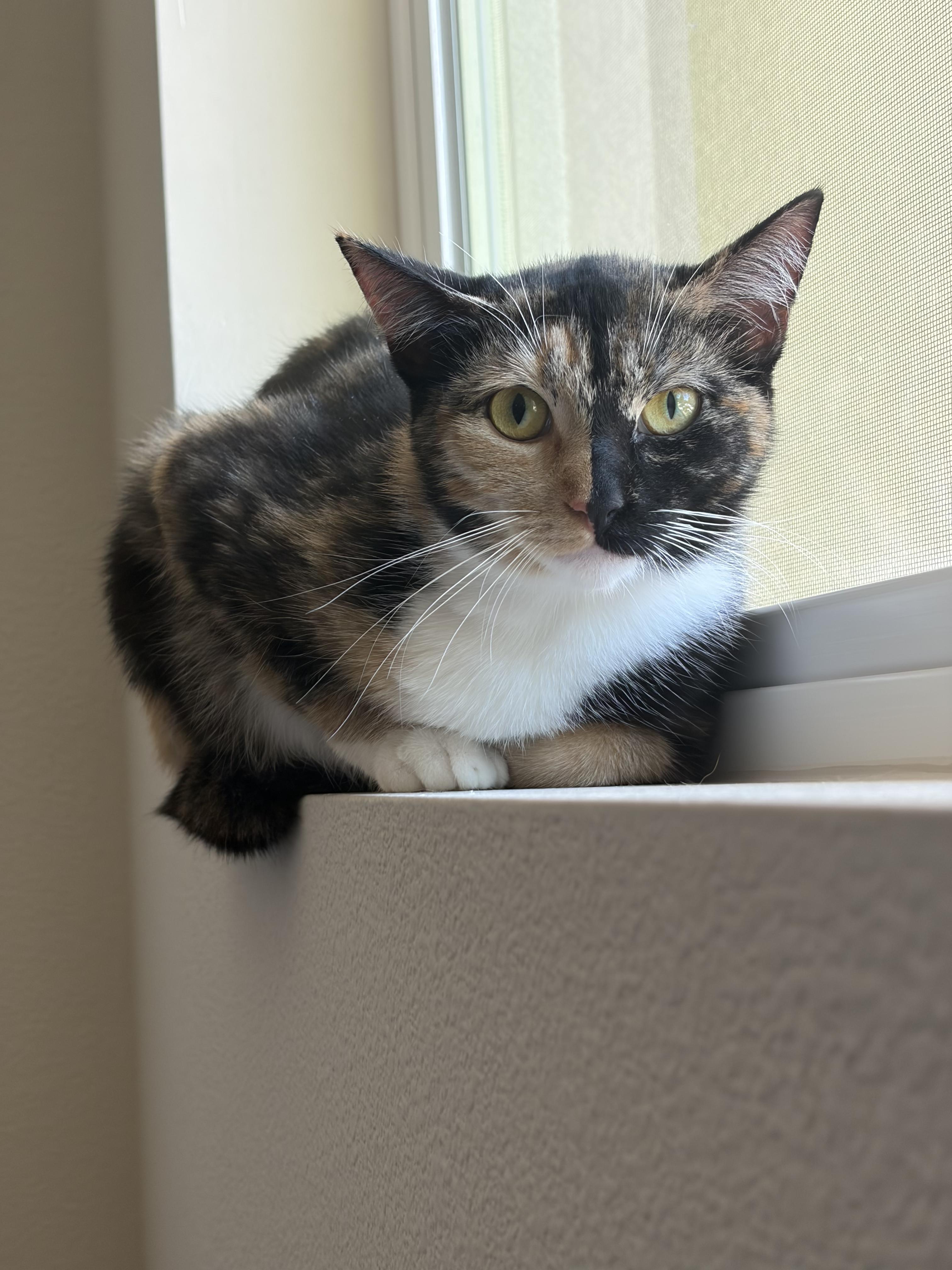 Sunny and Mia (bonded pair), a ADOPTABLE Domestic Short Hair in El Monte, CA image 3/6