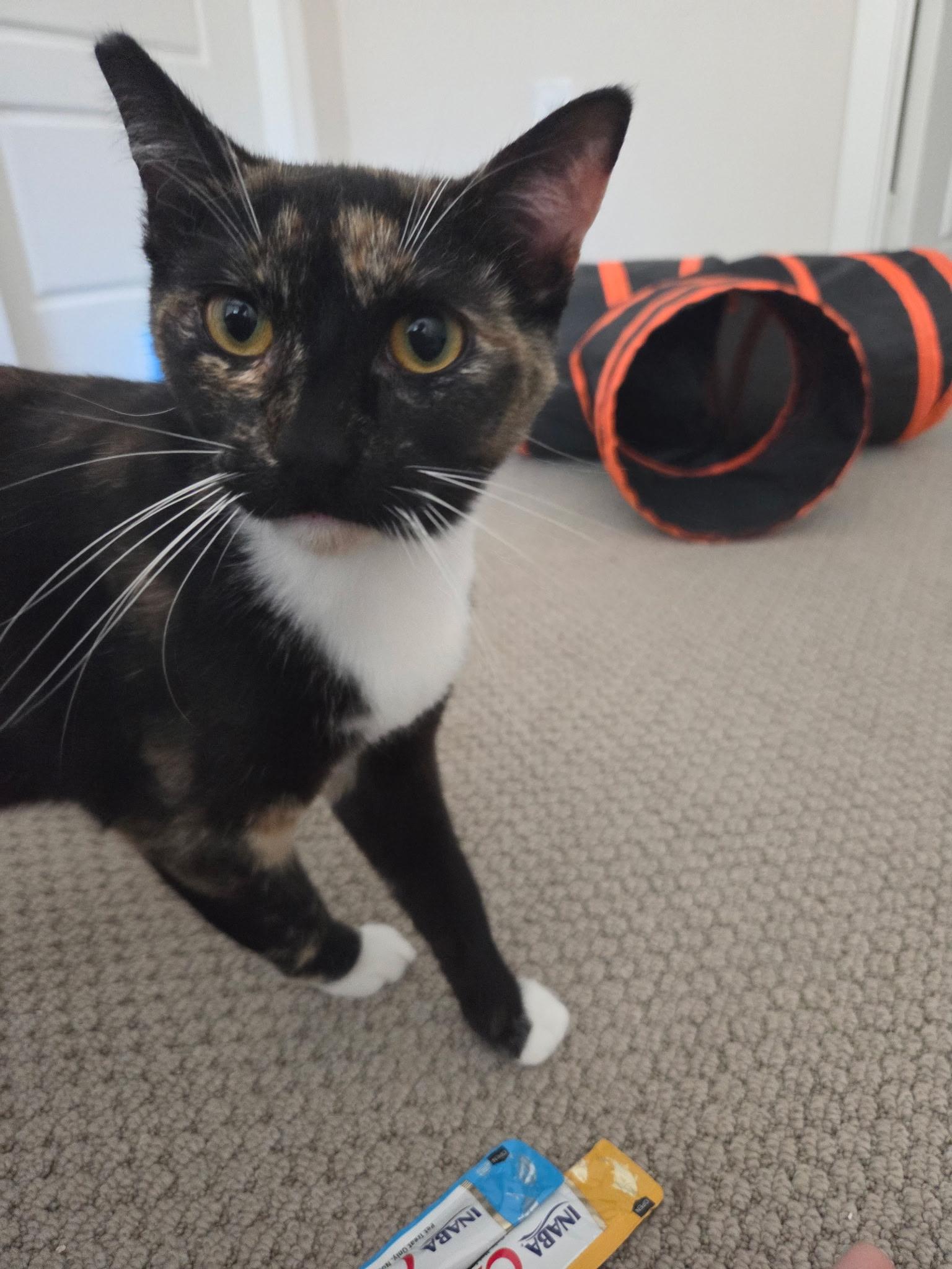 Sunny and Mia (bonded pair), a ADOPTABLE Domestic Short Hair in El Monte, CA image 2/6