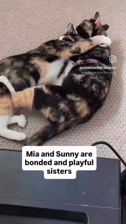Enlarge Sunny and Mia (bonded pair), a ADOPTABLE Domestic Short Hair in El Monte, CA video 5/5