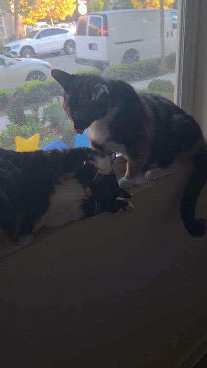 Enlarge Sunny and Mia (bonded pair), a ADOPTABLE Domestic Short Hair in El Monte, CA video 6/6