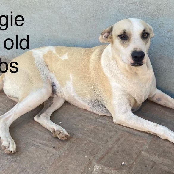 Maggie, adopted, Adult Female Mixed Breed.
