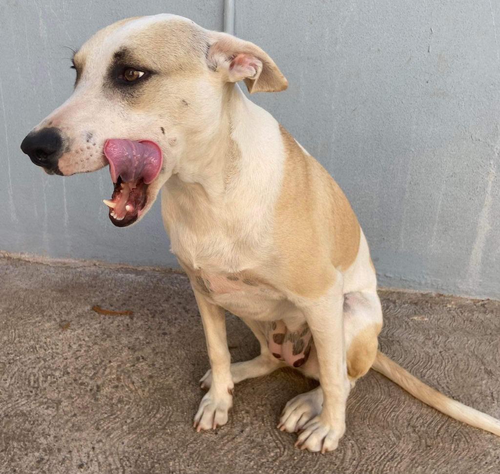 Enlarge Maggie, an adopted mixed breed in Corral del Risco, NAY image 4/6
