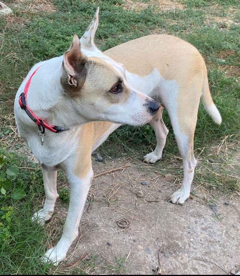 Enlarge Maggie, an adopted mixed breed in Corral del Risco, NAY image 3/6
