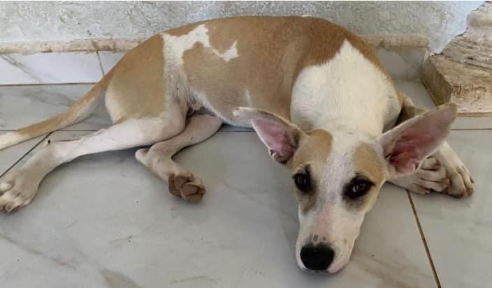 Enlarge Maggie, an adopted mixed breed in Corral del Risco, NAY image 2/6