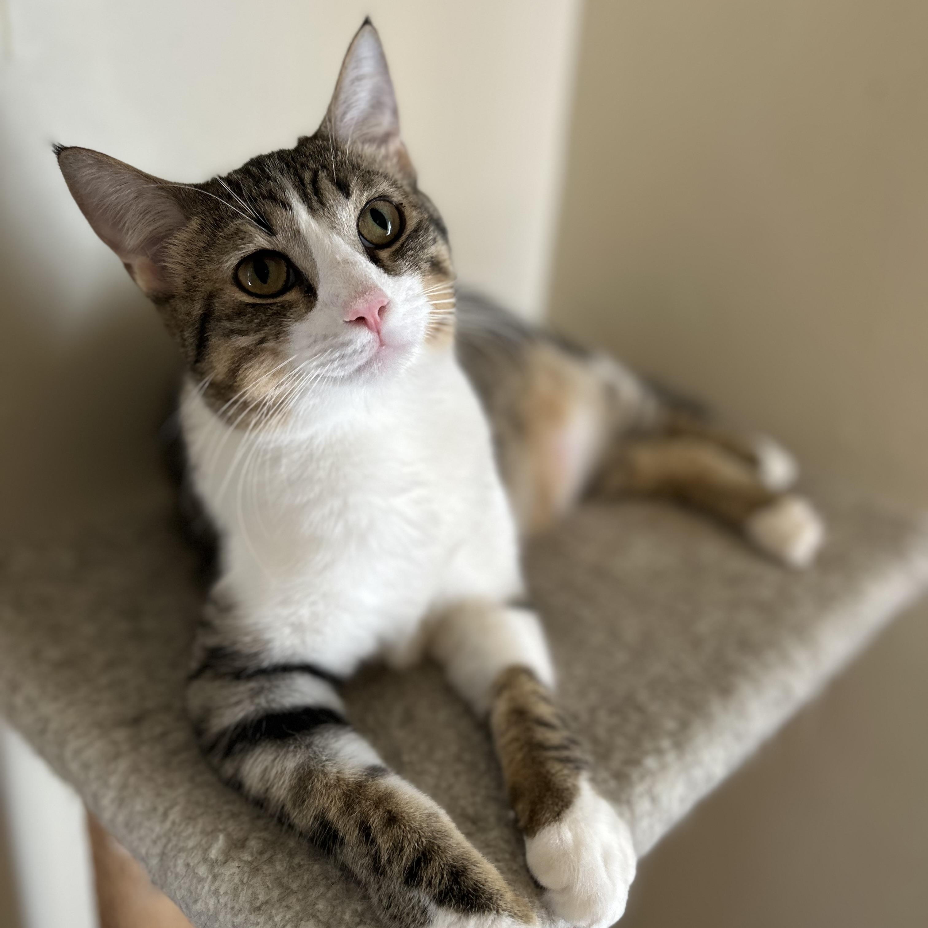 Chance , ADOPTABLE, Kitten Male Domestic Short Hair.