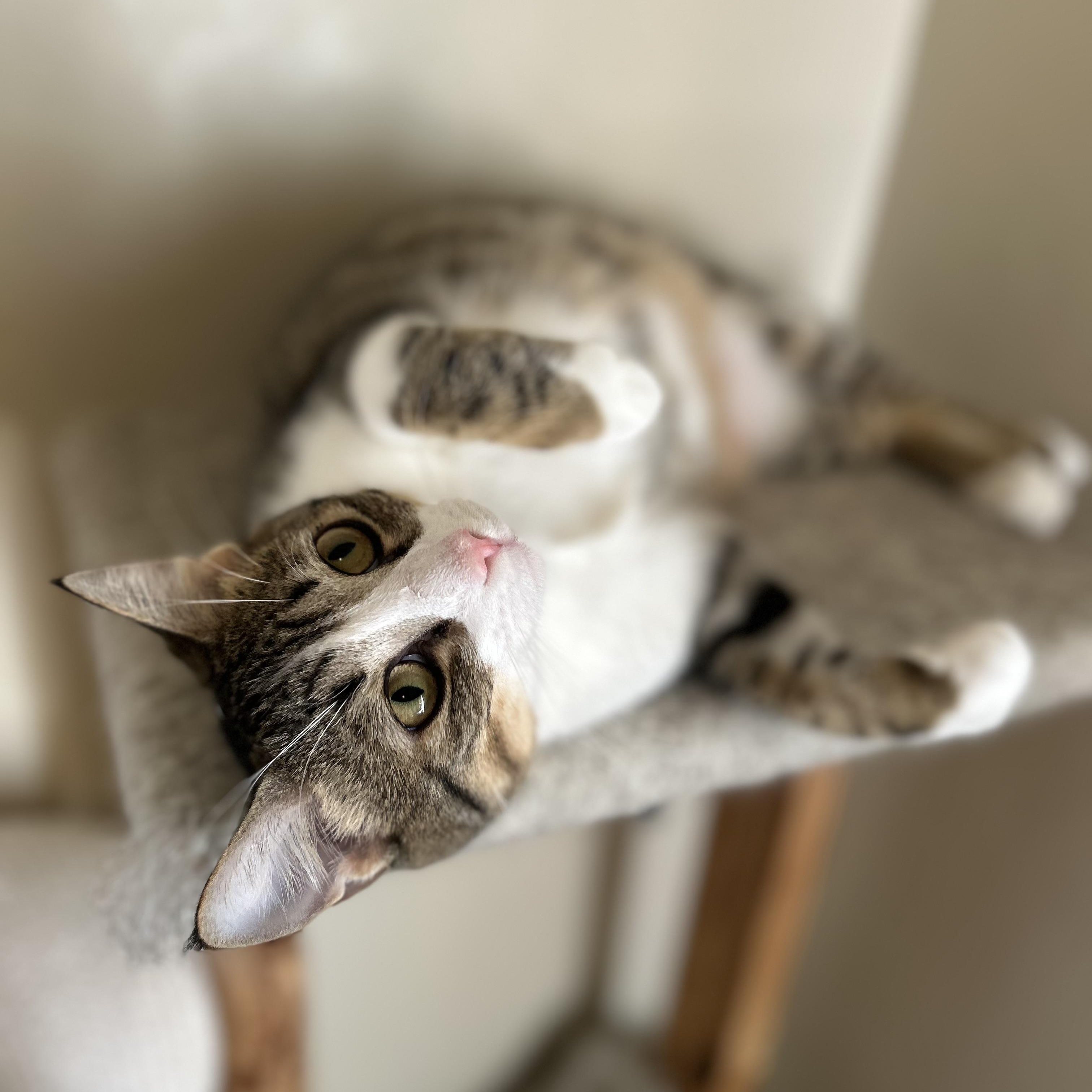 Chance , a ADOPTABLE Domestic Short Hair in Columbus , OH image 2/3