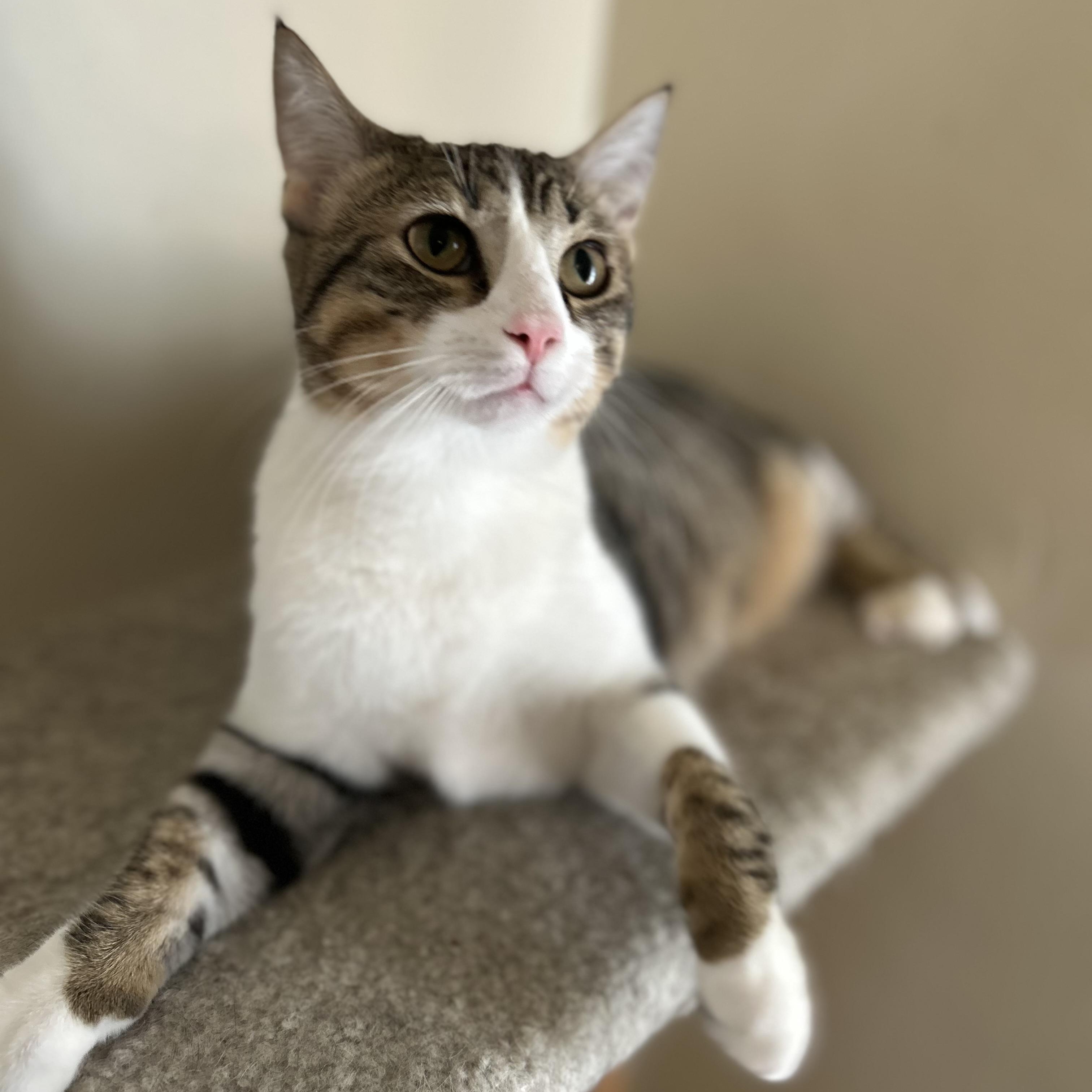 Chance , a ADOPTABLE Domestic Short Hair in Columbus , OH image 3/3