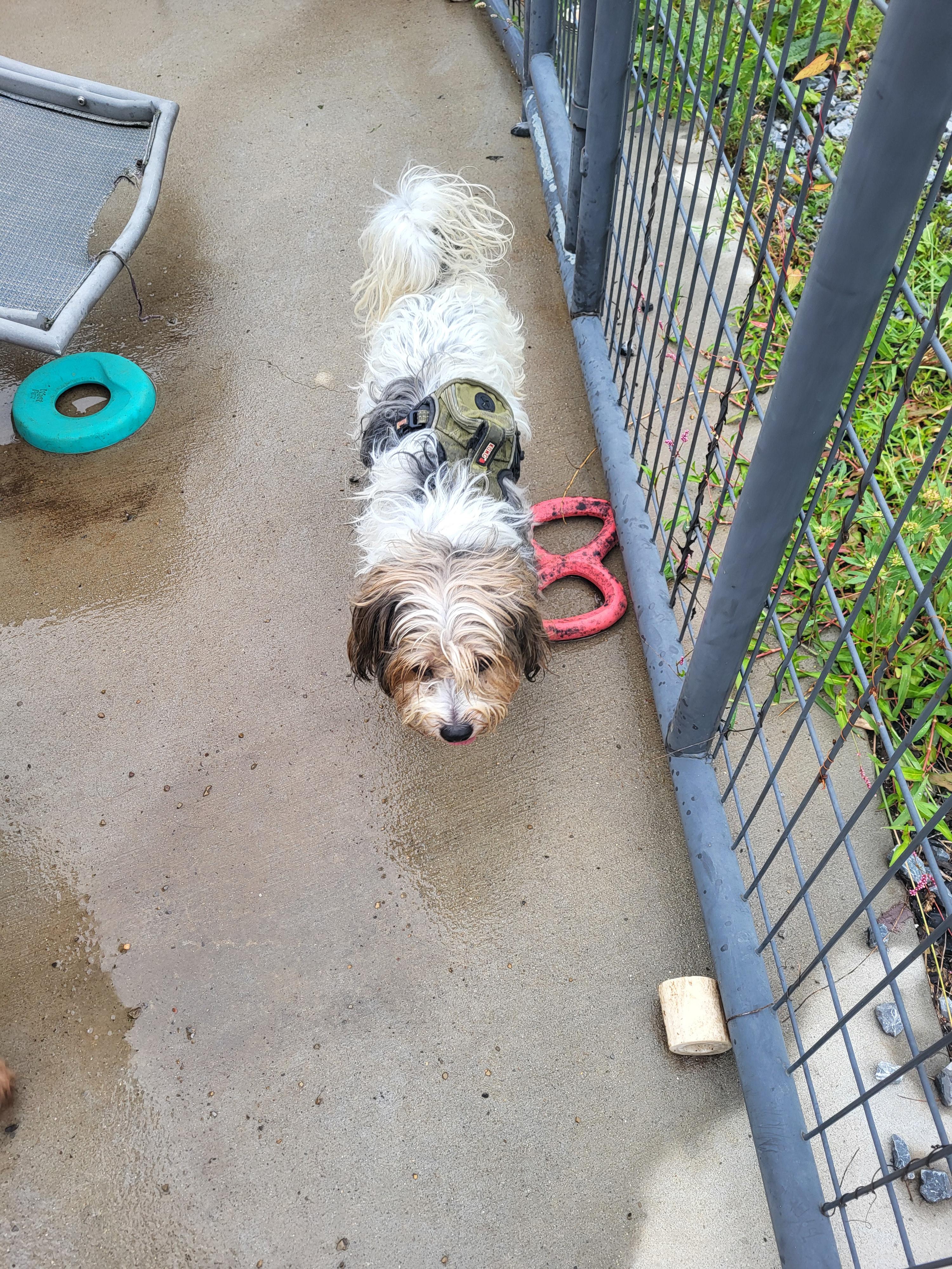 Jax, a ADOPTABLE mixed breed in Hagerstown, MD image 3/5