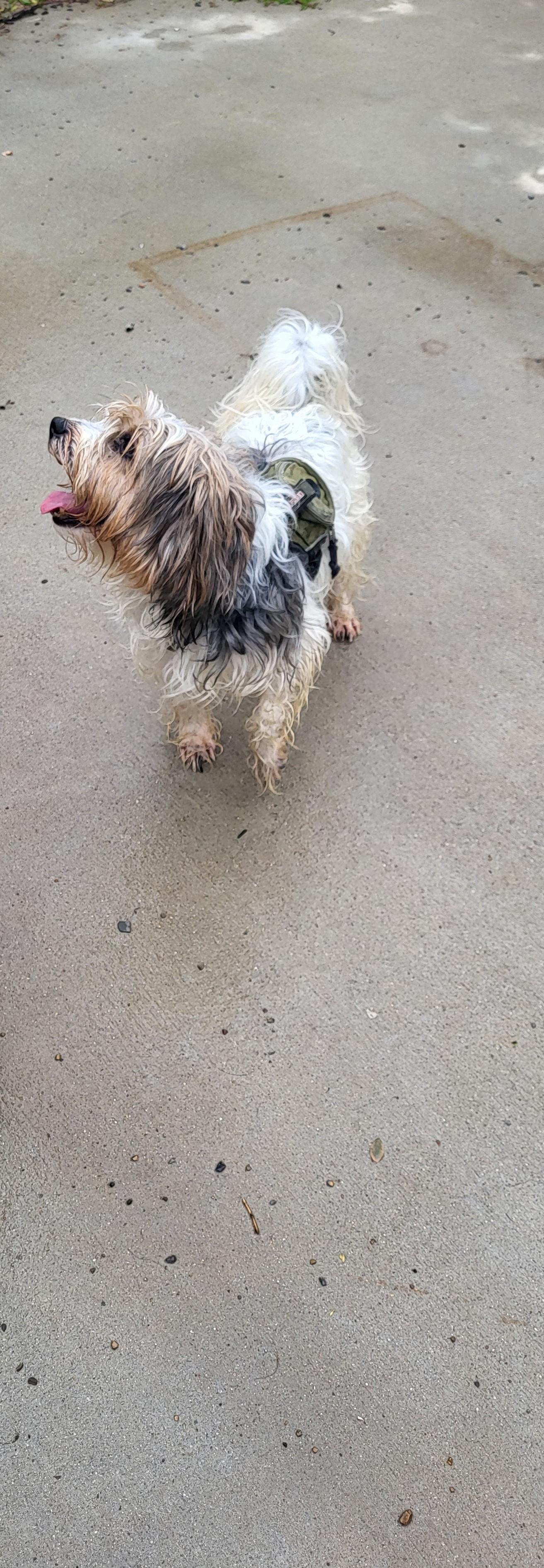Jax, a ADOPTABLE mixed breed in Hagerstown, MD image 4/5