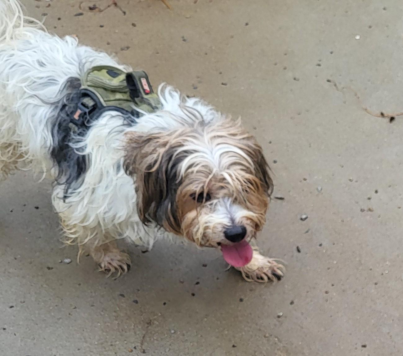 Jax, ADOPTABLE, Adult Male Shih Tzu & Yorkshire Terrier.