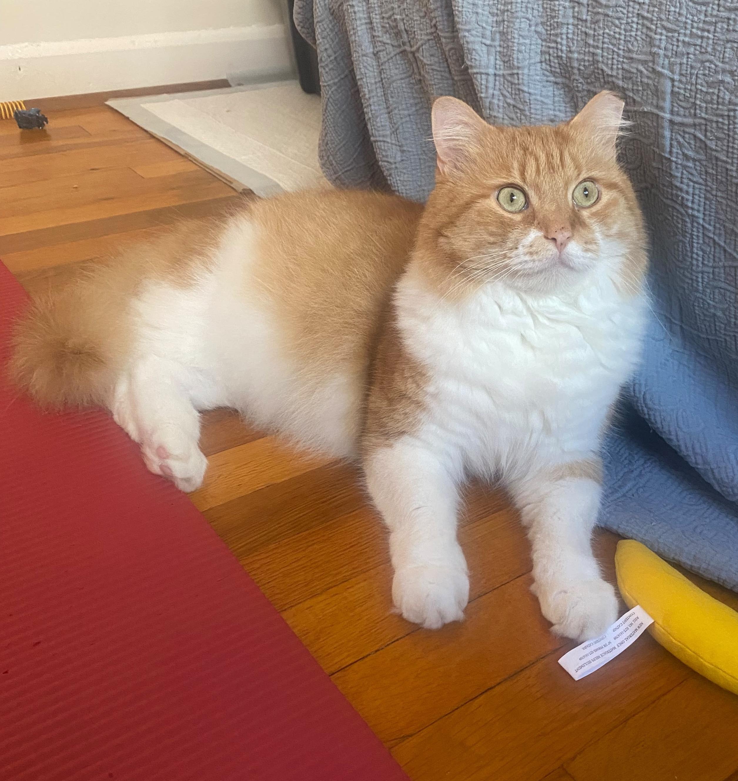 Enlarge Sir Archibald McChicken, a Adoptable Domestic Long Hair in Alexandria, VA image 6/6