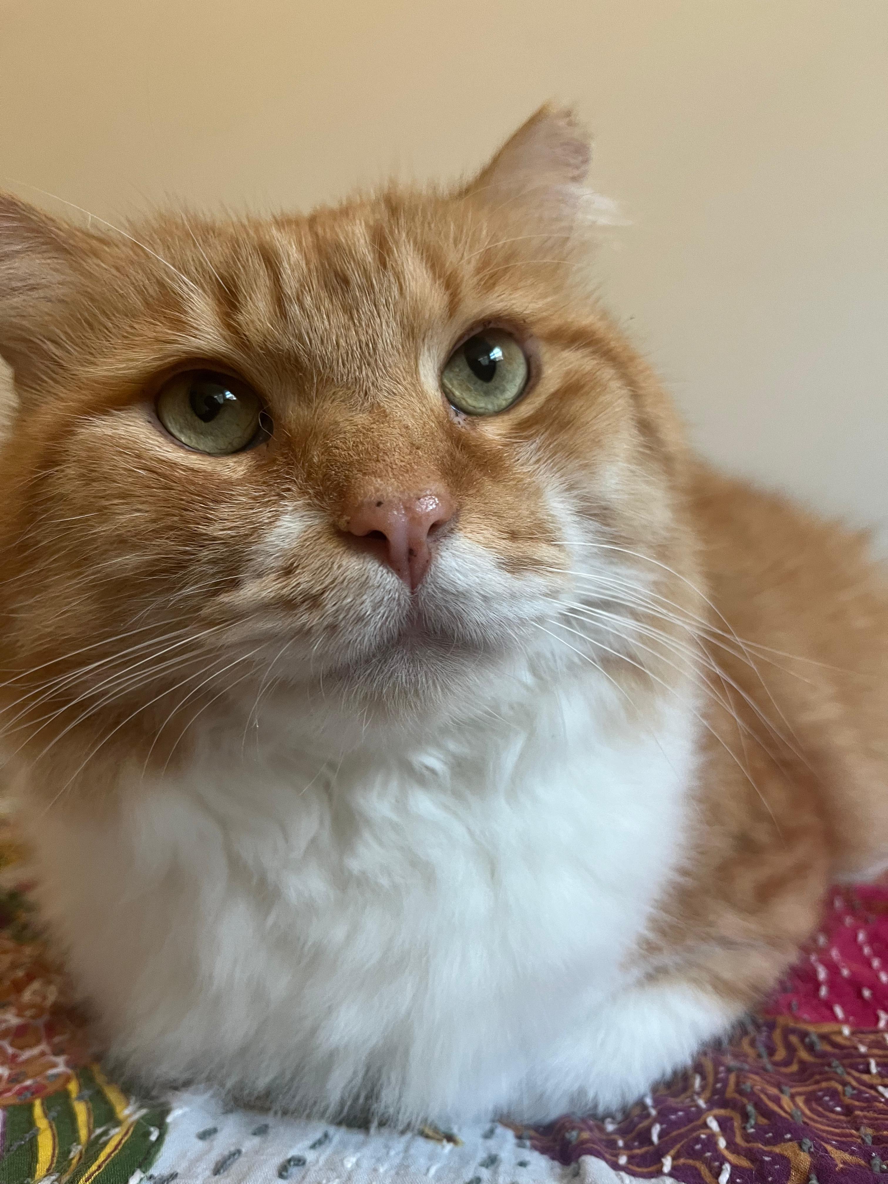 Enlarge Sir Archibald McChicken, a Adoptable Domestic Long Hair in Alexandria, VA image 2/6