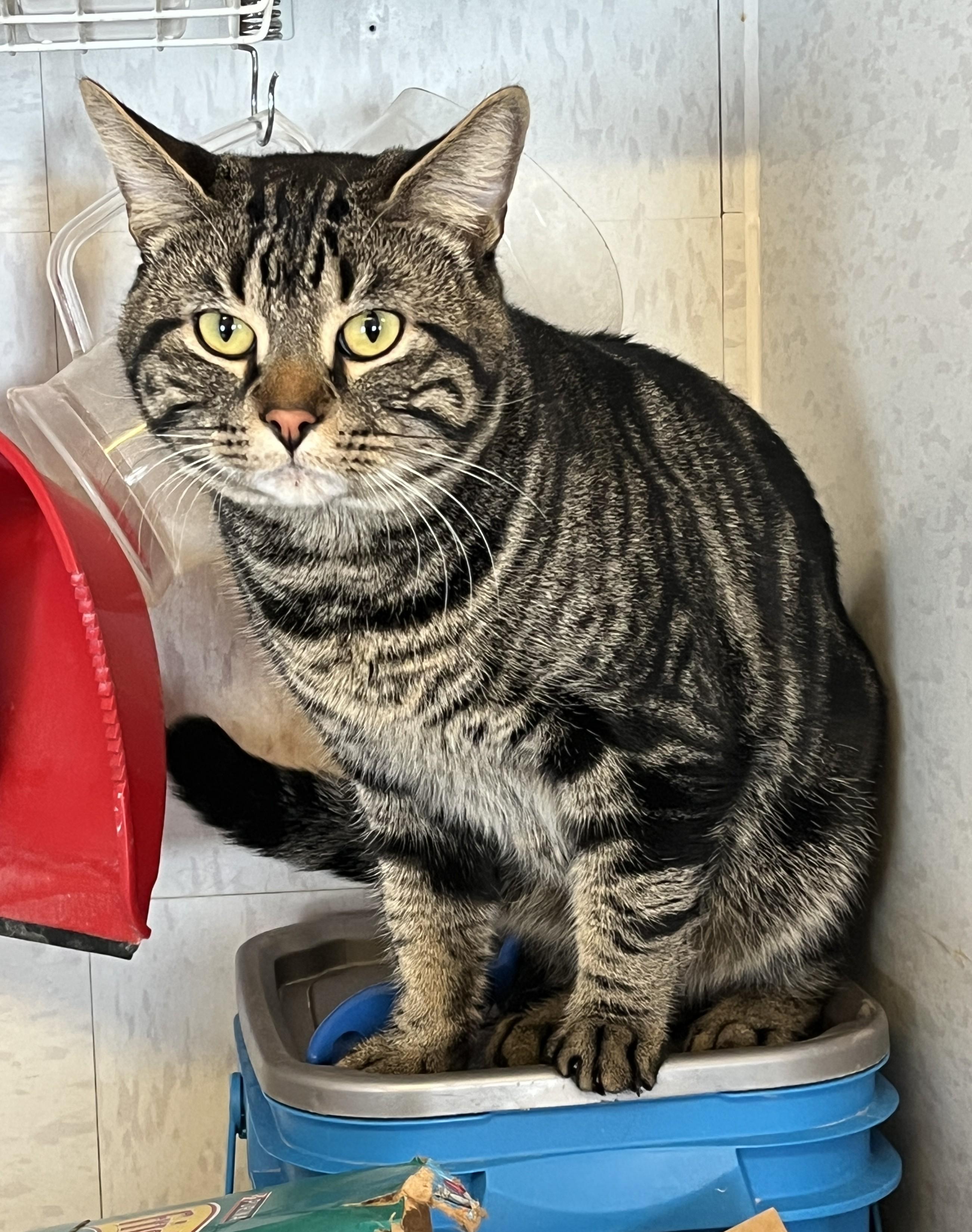 KENDAR (CR/SC), adopted, Adult Male American Shorthair.