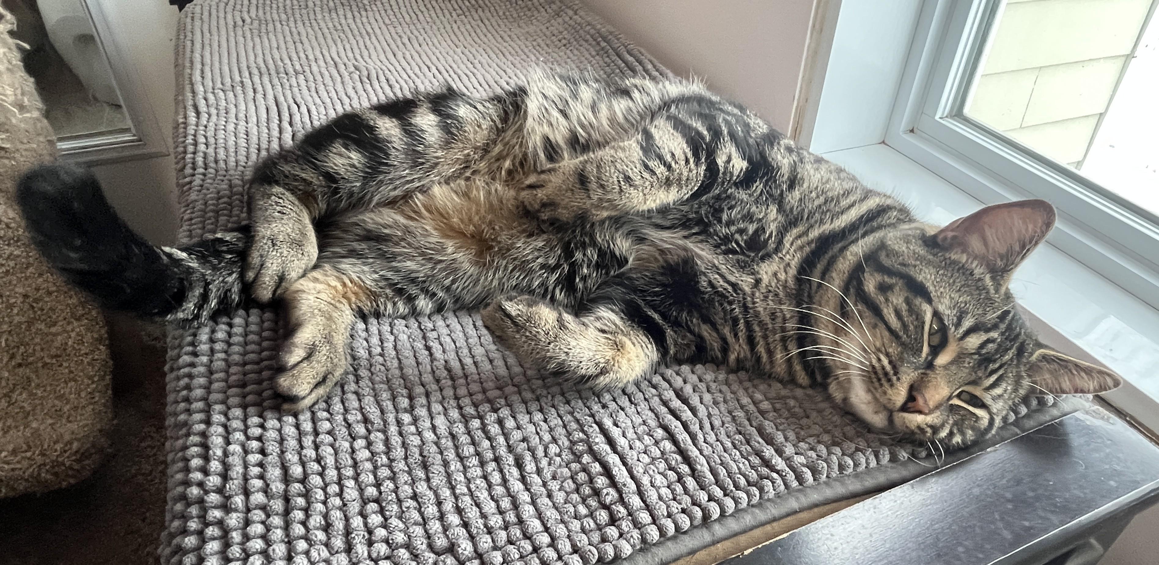 Enlarge KENDAR (CR/SC), an adopted American Shorthair in Sainte-Angele-de-Monnoir, QC image 4/6