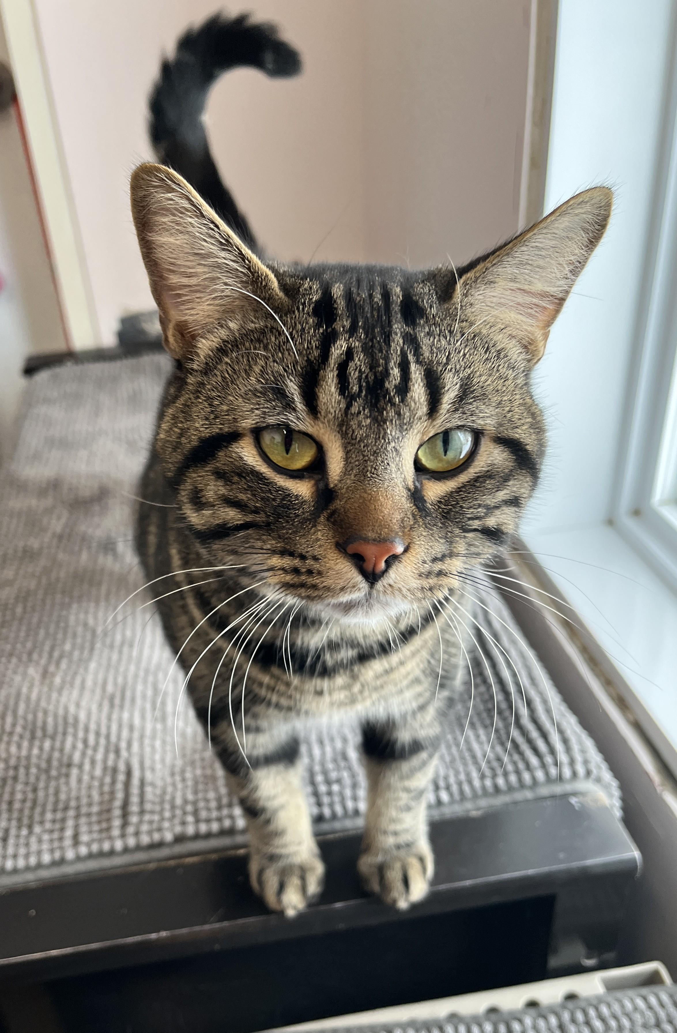 Enlarge KENDAR (CR/SC), an adopted American Shorthair in Sainte-Angele-de-Monnoir, QC image 3/6