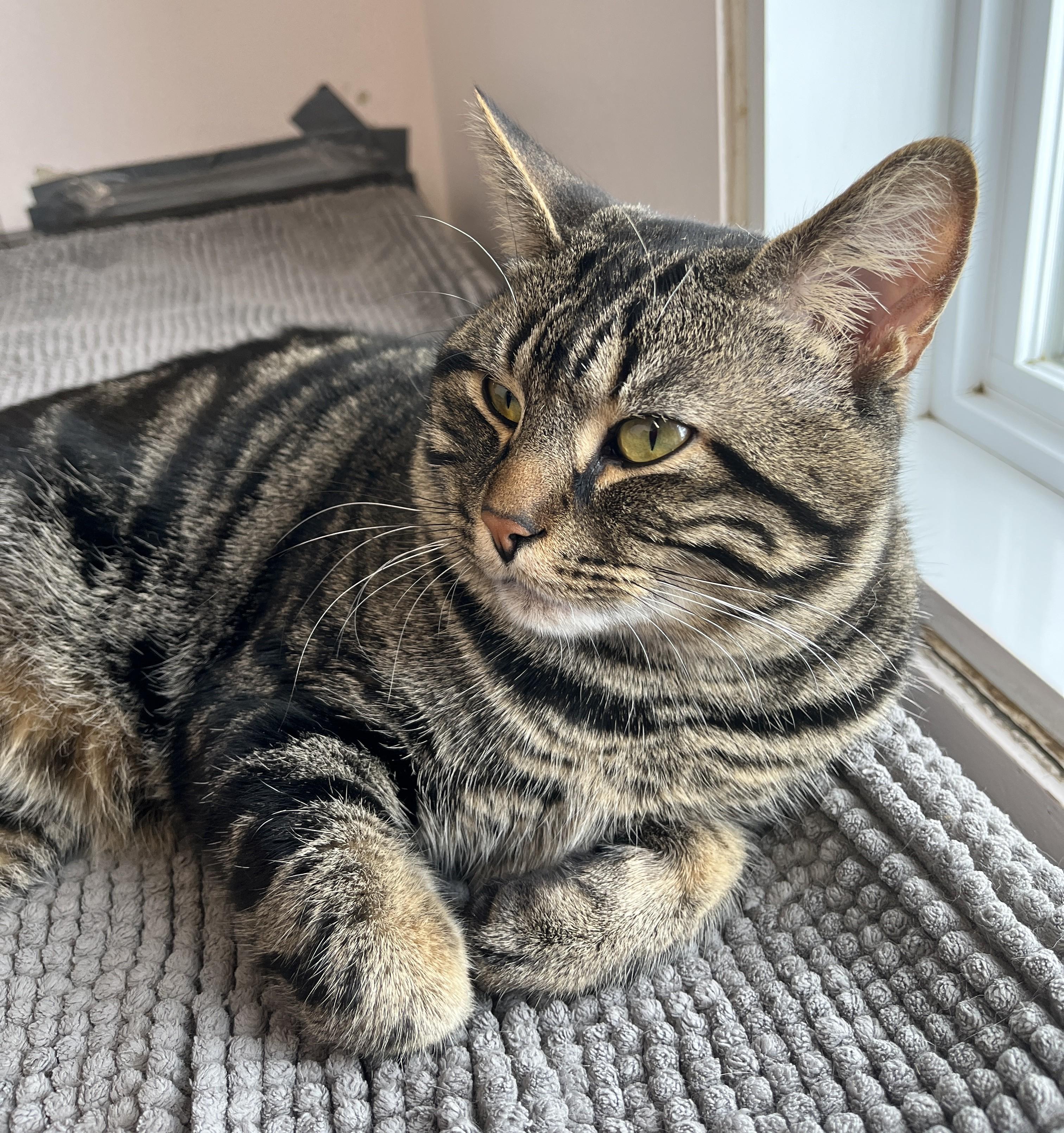 Enlarge KENDAR (CR/SC), an adopted American Shorthair in Sainte-Angele-de-Monnoir, QC image 5/6