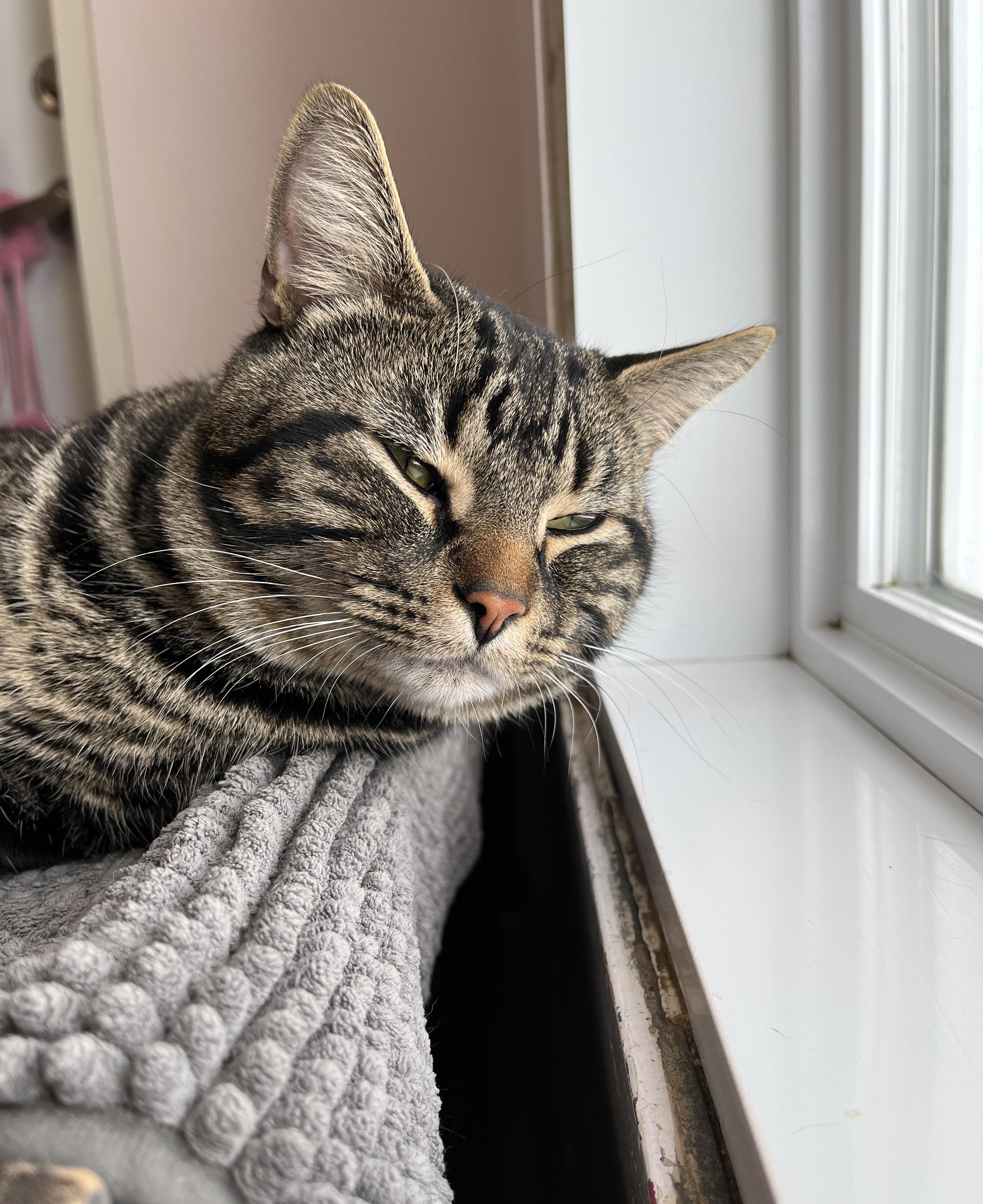 Enlarge KENDAR (CR/SC), an adopted American Shorthair in Sainte-Angele-de-Monnoir, QC image 2/6