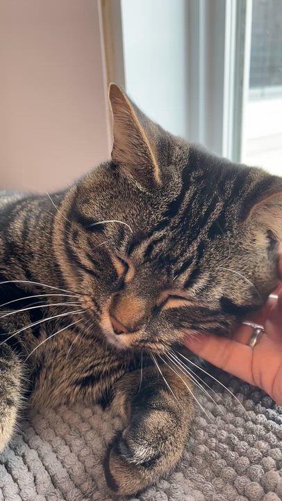 Enlarge KENDAR (CR/SC), an adopted American Shorthair in Sainte-Angele-de-Monnoir, QC video 6/6