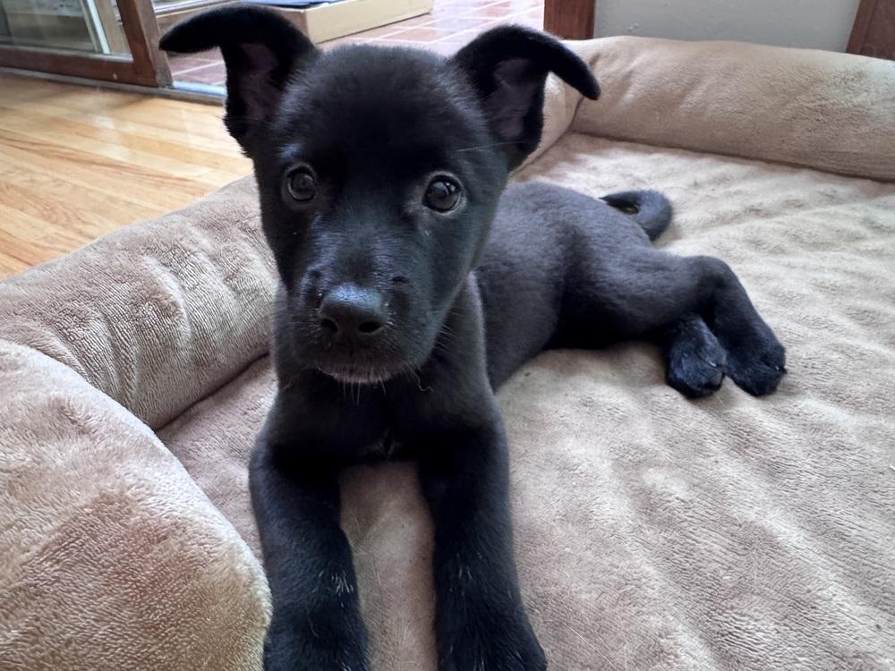 Clover, Adoptable, Puppy Female Australian Cattle Dog / Blue Heeler & Mixed Breed.