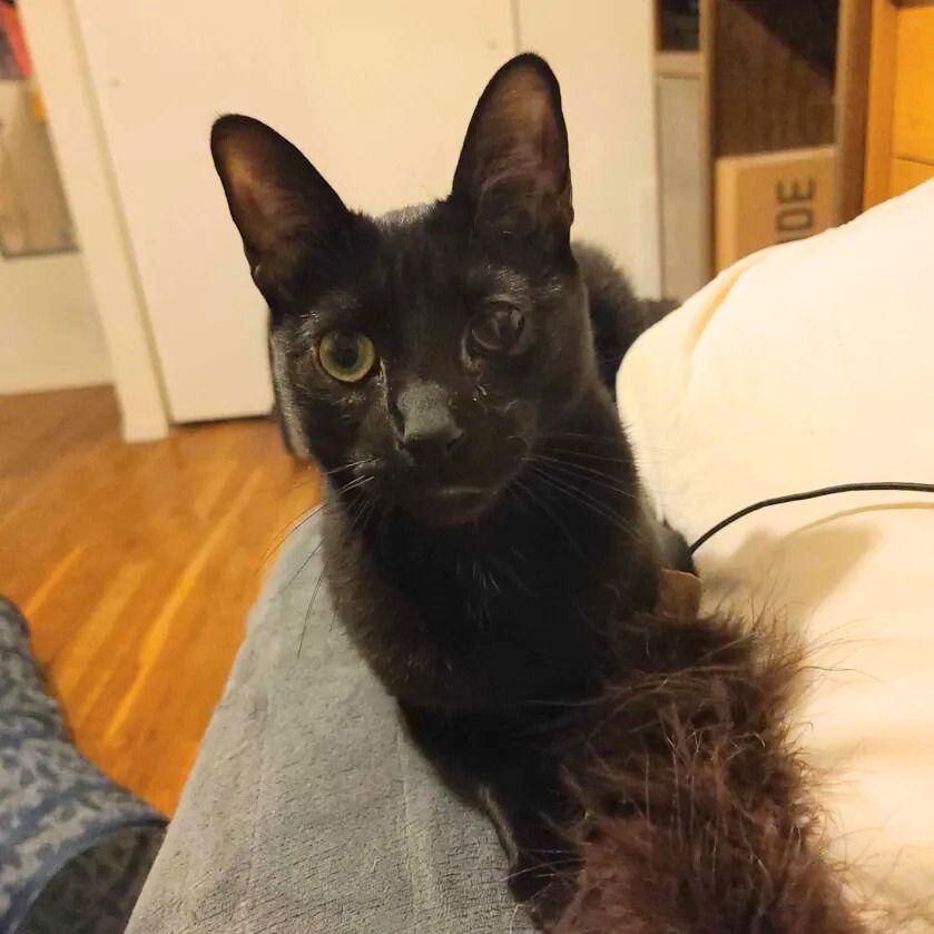 Solé, Adoptable, Adult Male Domestic Short Hair.