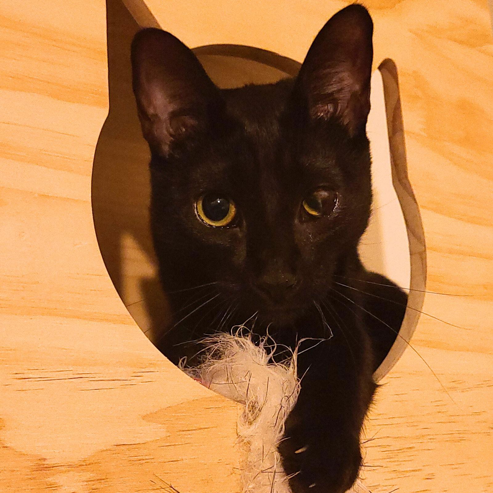 Enlarge Solé, a Adoptable Domestic Short Hair in Brooklyn, NY image 2/3