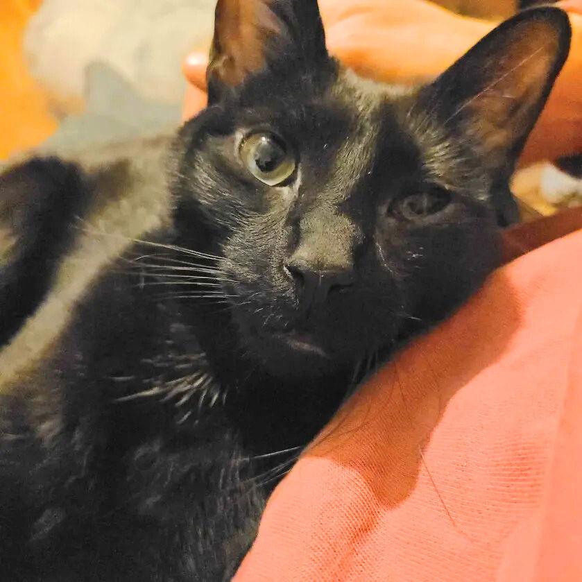 Enlarge Solé, a Adoptable Domestic Short Hair in Brooklyn, NY image 3/3