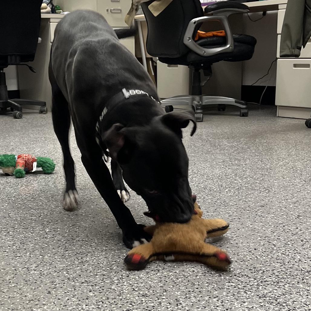 Harkness, Adoptable, Adult Male Pit Bull Terrier & Black Labrador Retriever.