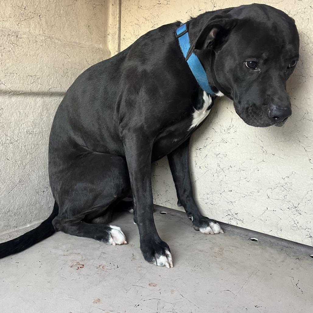 Harkness, Adoptable, Adult Male Pit Bull Terrier & Black Labrador Retriever.