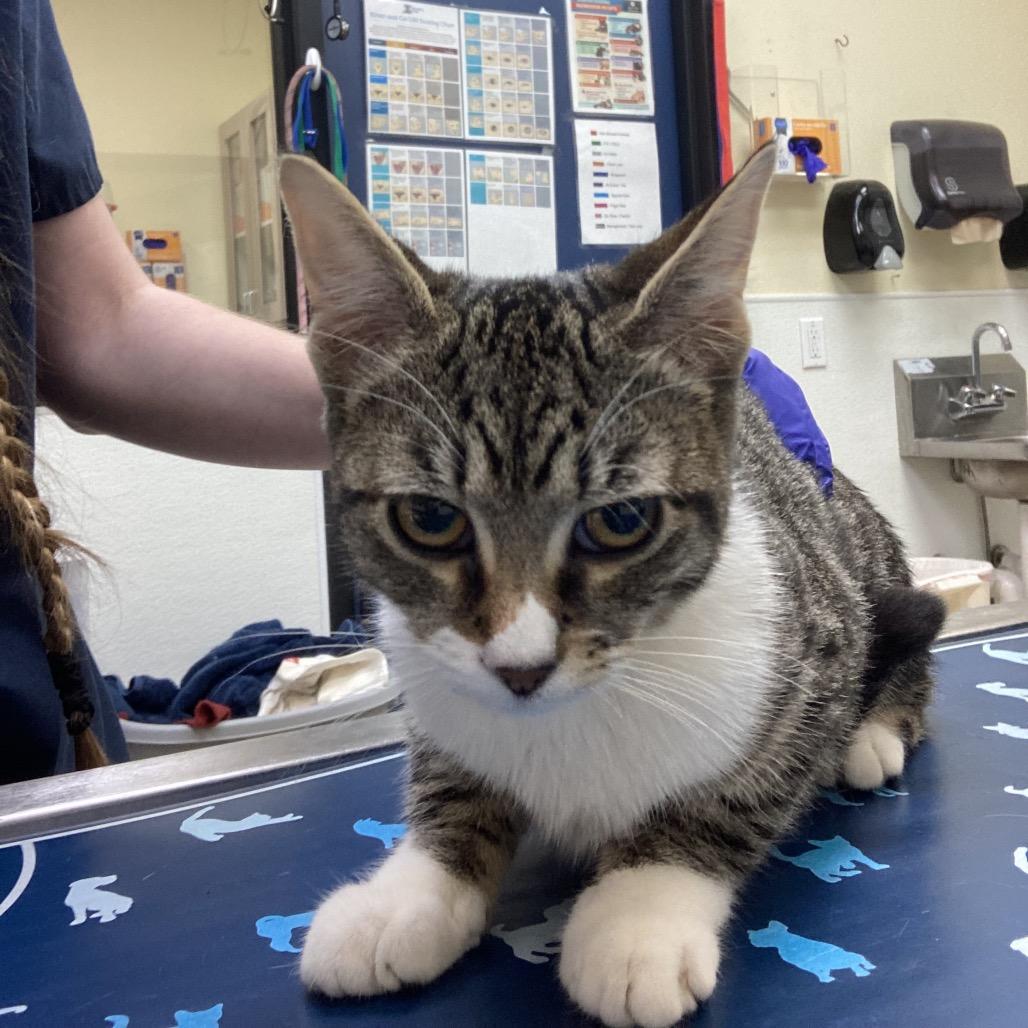 Venus, Adoptable, Young Female Domestic Short Hair.