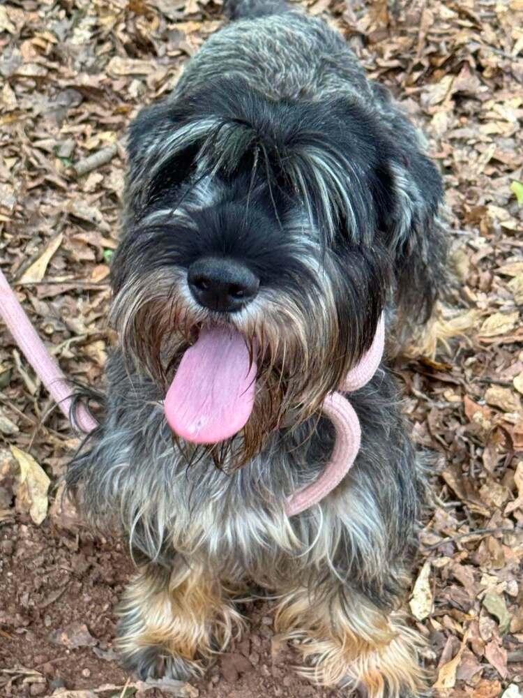 Beatrice, Adoptable, Adult Female Schnauzer.
