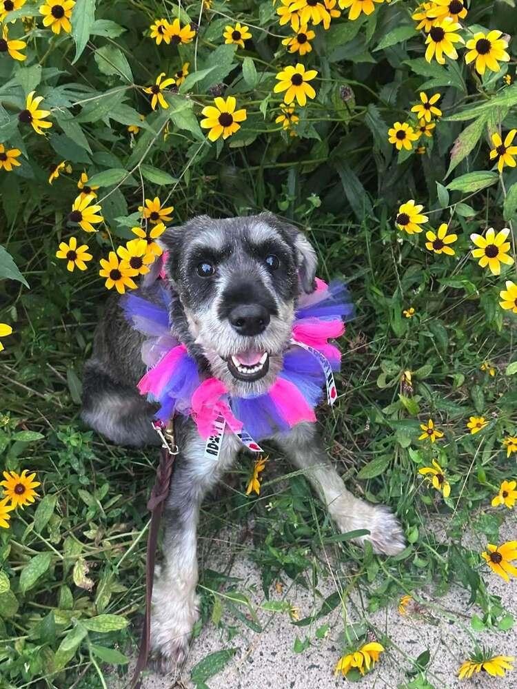 Enlarge Beatrice, a Adoptable Schnauzer in Wayne, NJ image 2/2