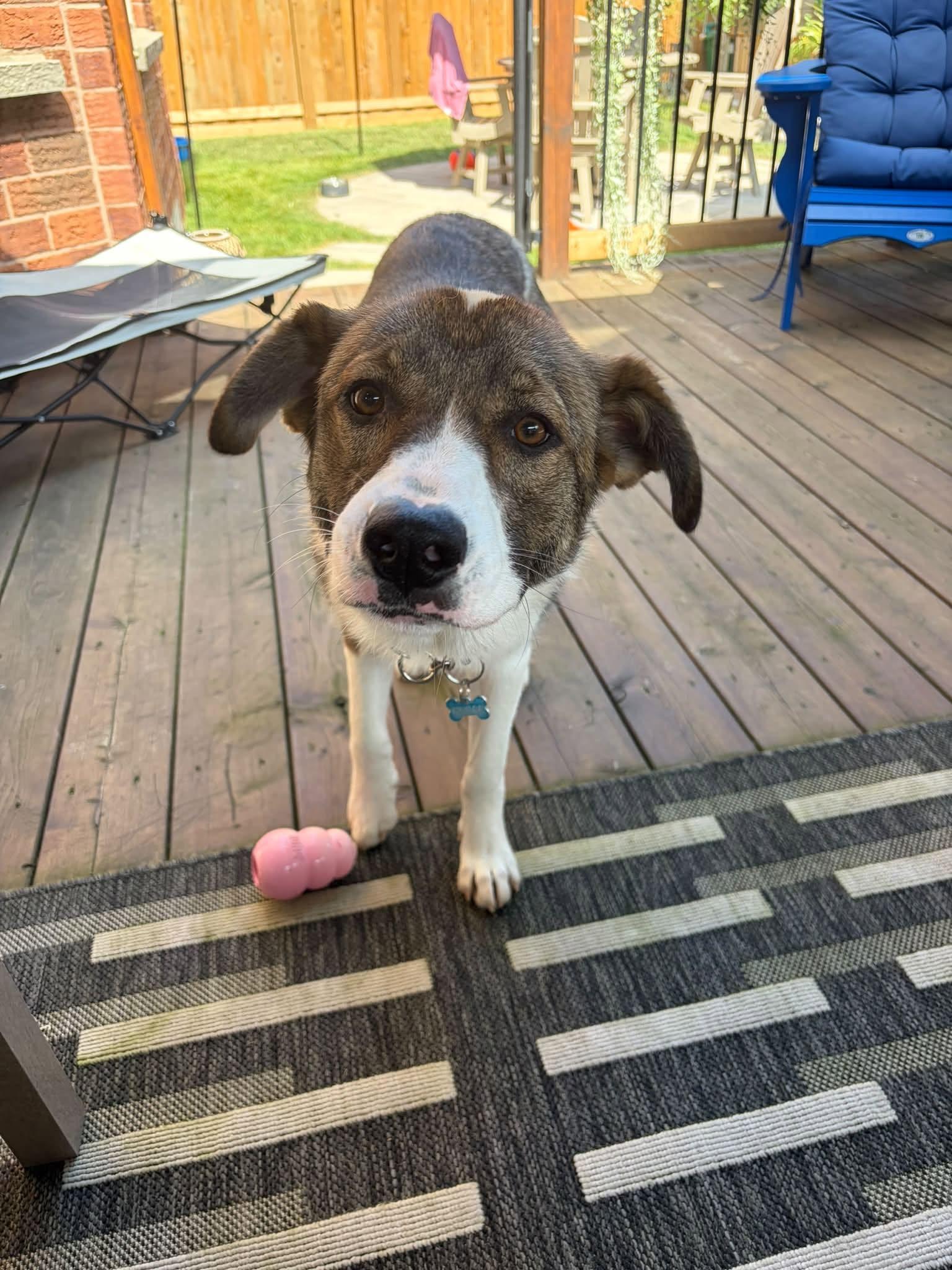 Enlarge Ella, a Adoptable mixed breed in Toronto, ON image 4/6