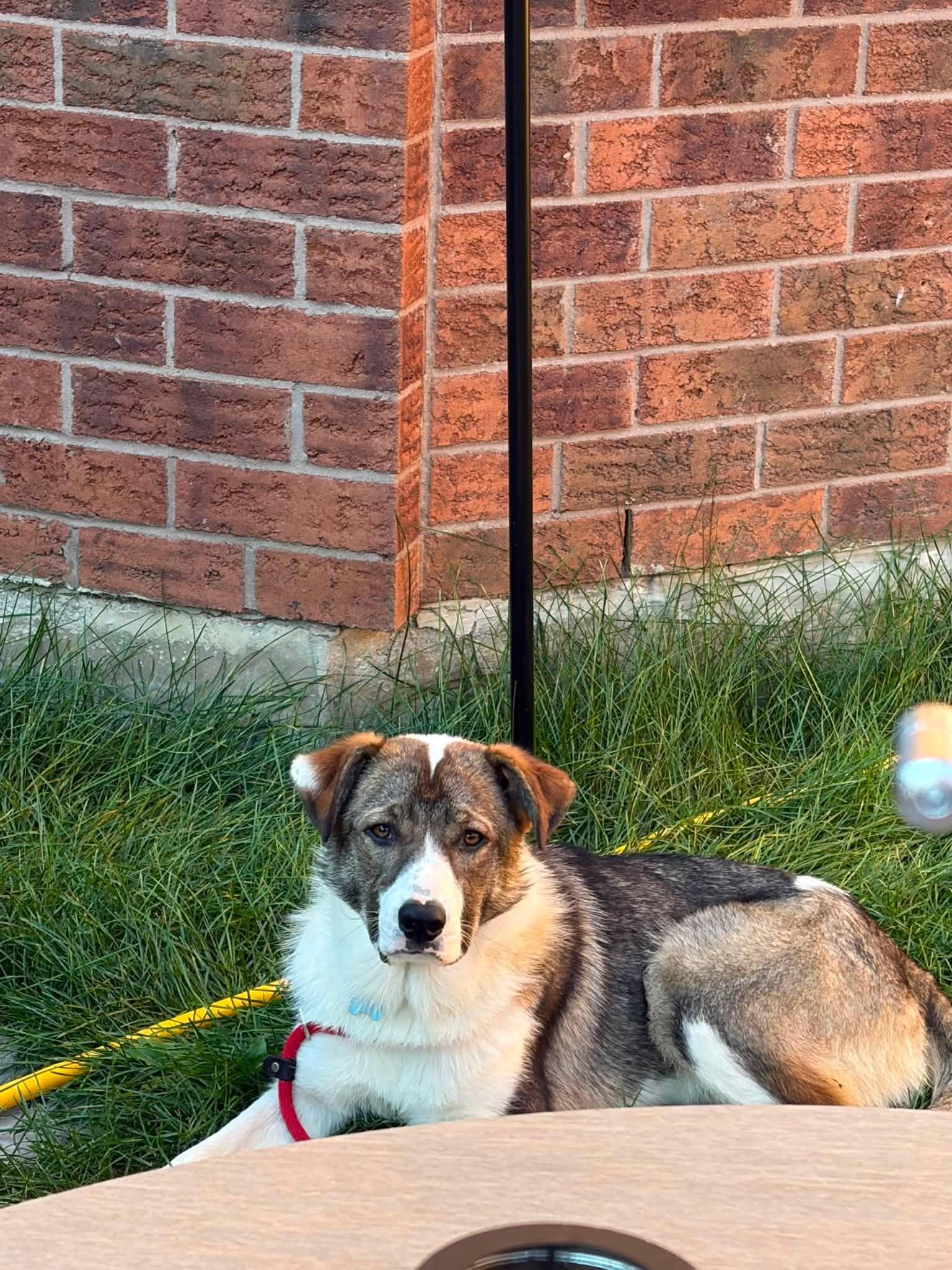 Enlarge Ella, a Adoptable mixed breed in Toronto, ON image 3/6