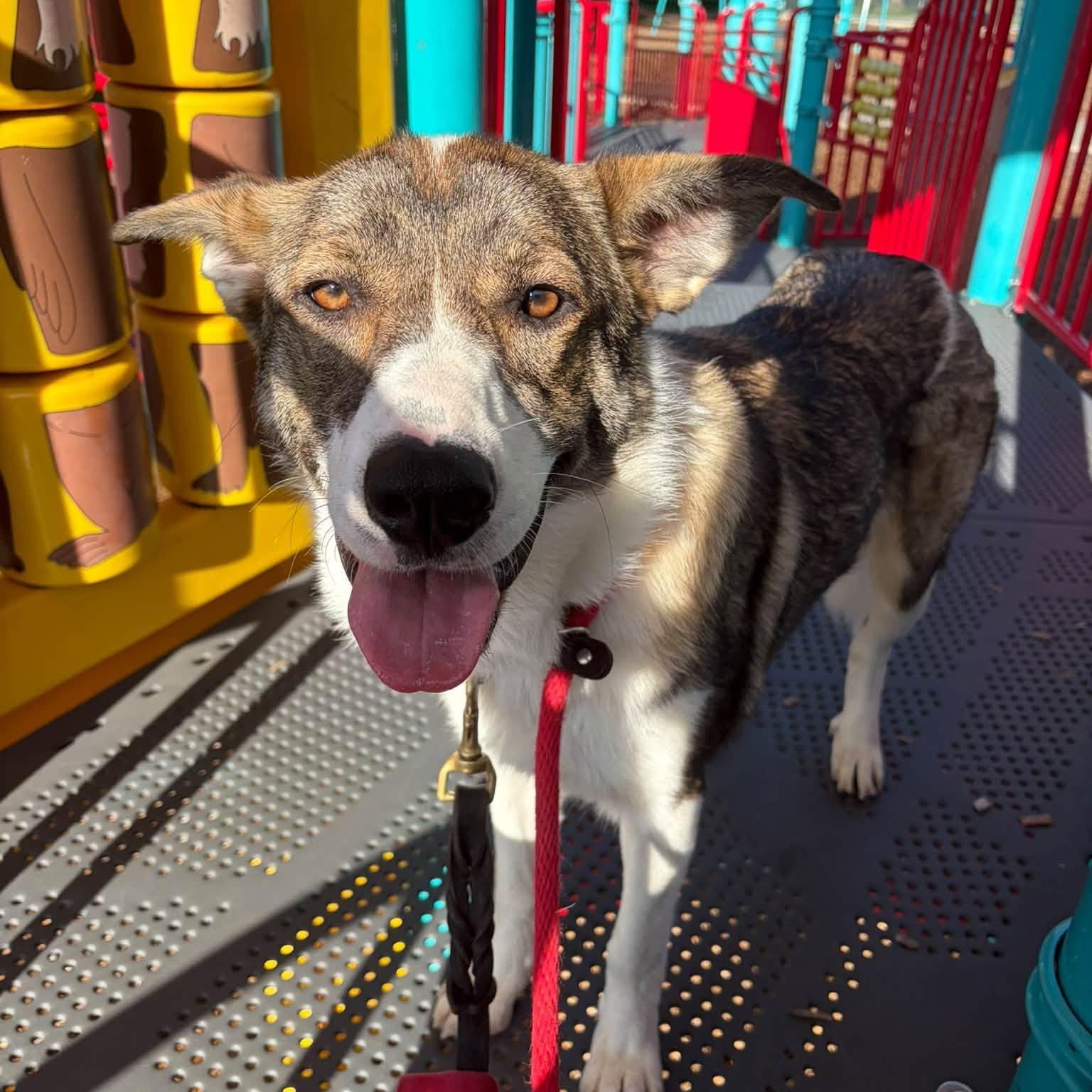 Enlarge Ella, a Adoptable mixed breed in Toronto, ON image 2/6