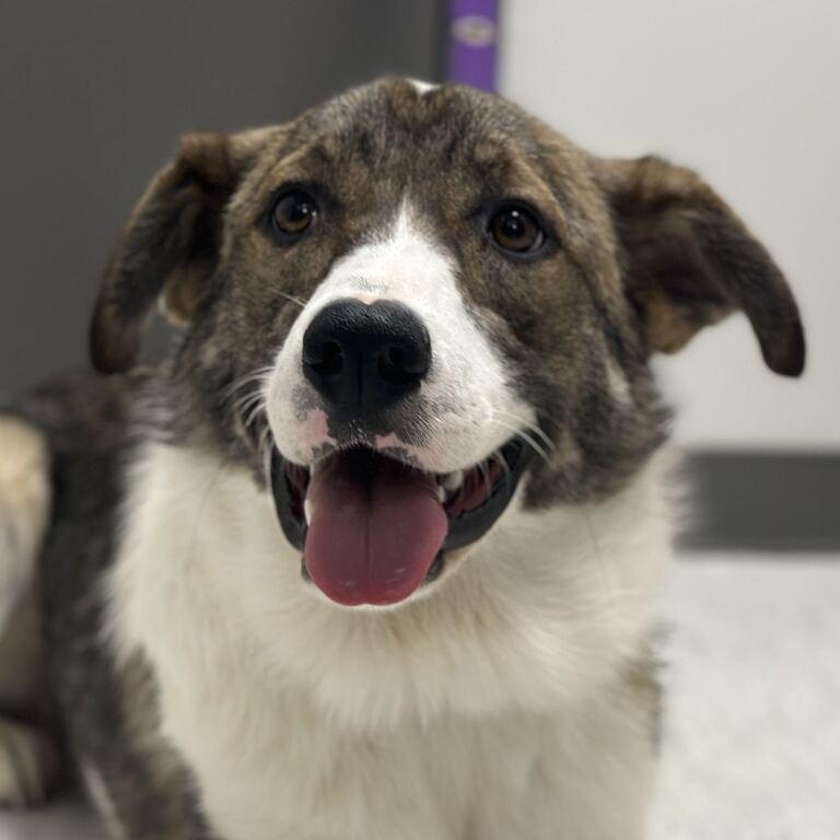 Ella, Adoptable, Young Female Collie & Shepherd.