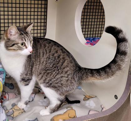 Cheshire, a Adoptable mixed breed in Kansas City, MO image 1/3