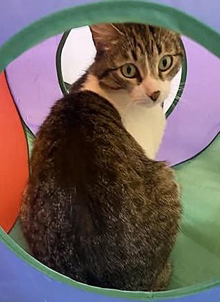 Cheshire, a Adoptable mixed breed in Kansas City, MO image 2/3