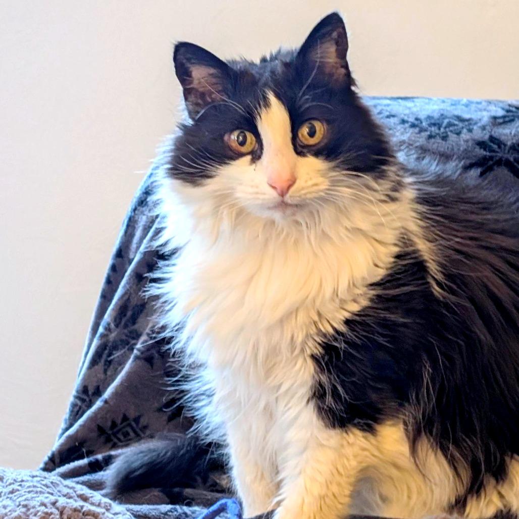 Jinx, Adoptable, Senior Female Domestic Medium Hair.
