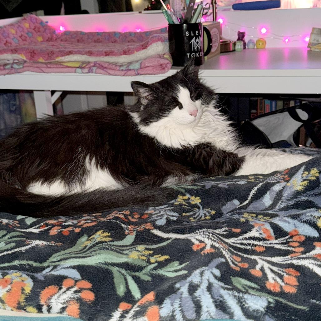 Jinx — thumbnail 2