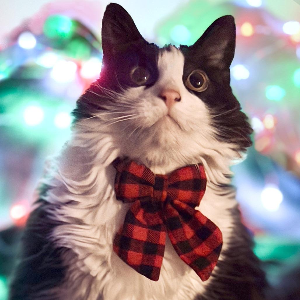 Jinx — thumbnail 3