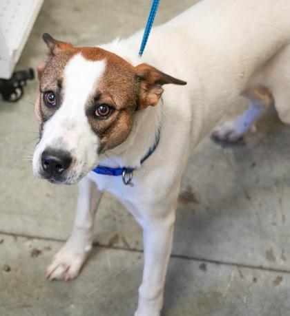 Enlarge Rosco, a Adoptable mixed breed in Bowling Green, KY image 1/1
