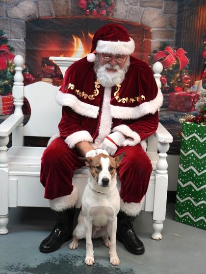 Rosco, a Adoptable mixed breed in Bowling Green, KY image 1/2