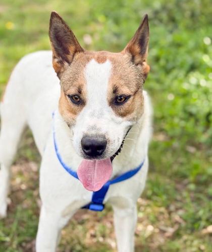 Enlarge Rosco, a Adoptable mixed breed in Bowling Green, KY image 3/3