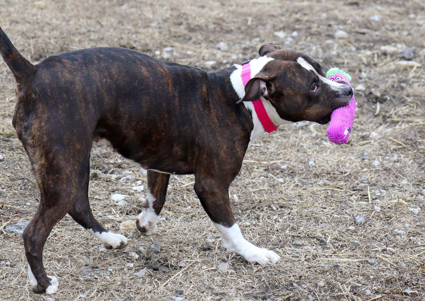 Enlarge Gisele (AO35607), a ADOPTABLE mixed breed in Kansas City, KS image 3/6