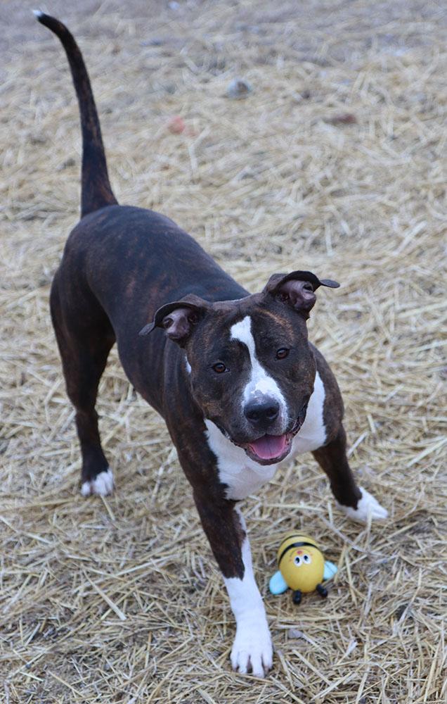 Enlarge Gisele (AO35607), a ADOPTABLE mixed breed in Kansas City, KS image 4/6