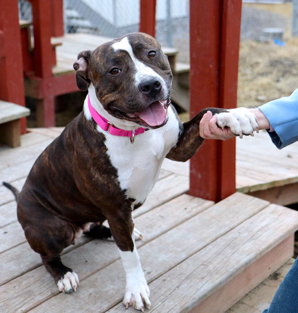Enlarge Gisele (AO35607), a ADOPTABLE mixed breed in Kansas City, KS image 2/6