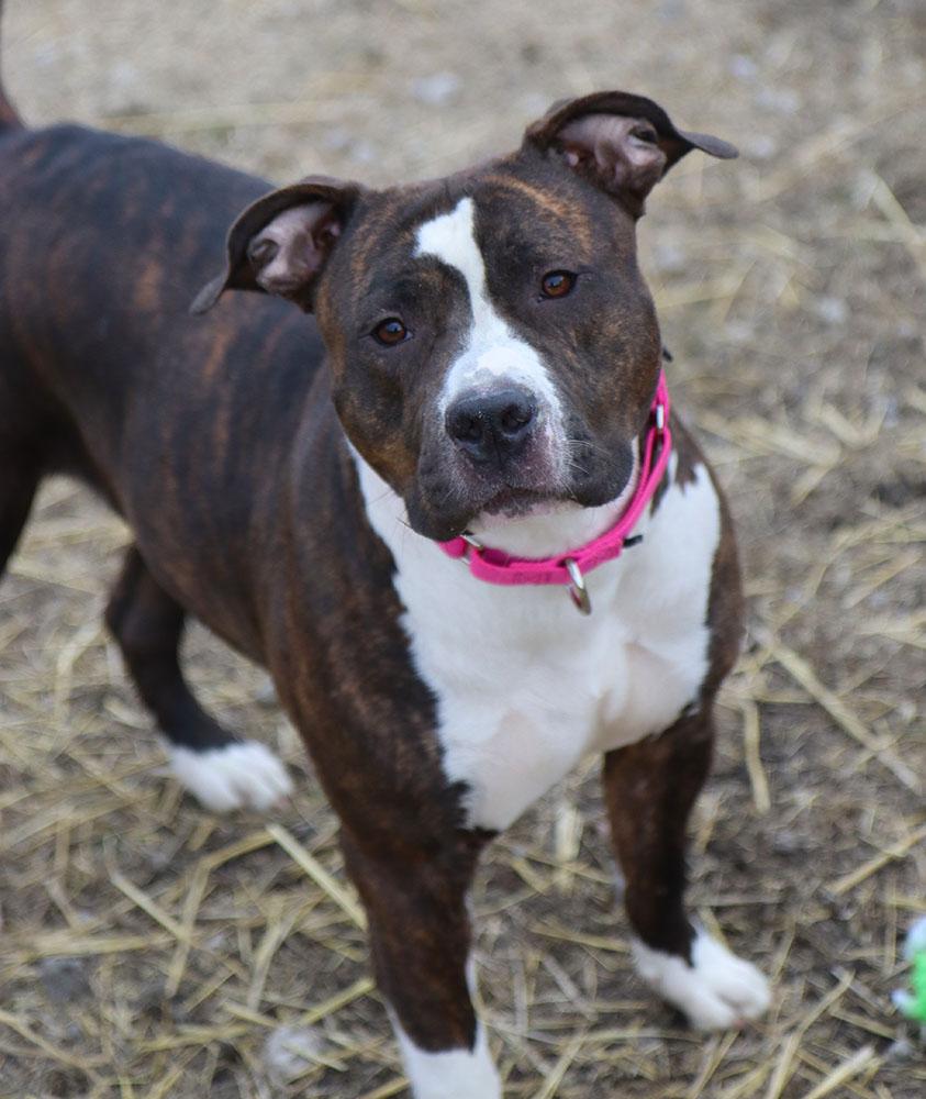 Enlarge Gisele (AO35607), a ADOPTABLE mixed breed in Kansas City, KS image 6/6